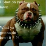 I shat on your lawn.jpg