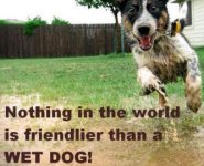 Wet dog.jpg