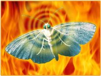 moth.jpg