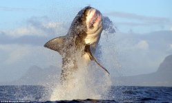 white_shark_01.jpg