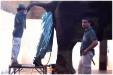 elephant1.jpg