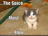 spicecat.jpg