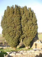 yew-003.jpg