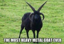 Goat.jpg
