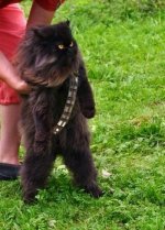 mewbacca.jpg