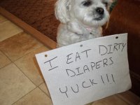 pet-dog-shaming-eat-dirty-diapers.jpg