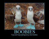 Boobies.+Not+sure+if+not+safe+for+work+under+new_47c417_4843167.jpg