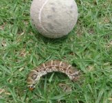worm1.jpg
