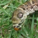 worm2.jpg