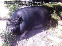 funny-pig-pictures.jpg