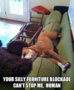 dog block.jpg