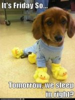 dog friday.jpg