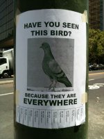 seenthisbird.jpg