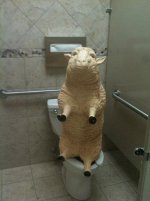 funny-wtf-sheep-toliet.jpg