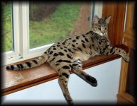 Web-Cats-Acacia-WindowSill-2-1-05.jpg