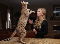10693278-wwwbellagattinicom-wwwsavannahcatshoppecom.jpg