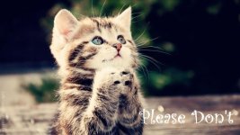 animals-cat-kitten-cute-begging-kitten-wallpaper.jpg