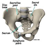 sacral_insufficiency_anatomy01.jpg