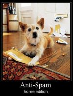Dog.jpg