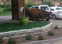 cow.jpg