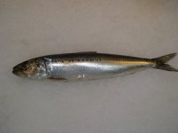 Sardines.JPG