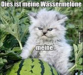 This-is-my-favourite-picture-on-the-internet-so-far.jpg