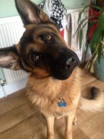 dog_for_sale.jpg