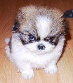 Angry-Face-9.jpg