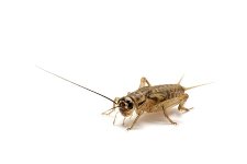 Brown_House_Cricket_5992613.jpg