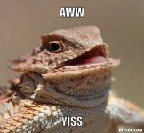 resized_lizard-meme-generator-aww-yiss-fc8115.jpg