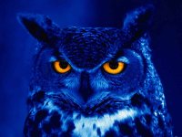 owl s.jpg