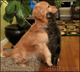FXakq2Q.gif