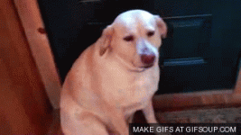 885109260539254853.gif