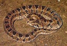 Rhombic-night-adder-C-Dorse.jpg