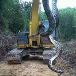 bigsnake.jpg
