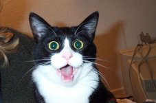 shocking%u00252Bfunny%u00252Banimal2.jpg
