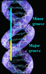 dna-b1.gif