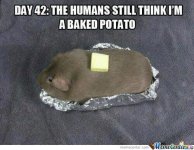 silly-humans_o_842106.jpg