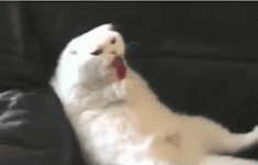 funny-gif-cat-lollipop-happy.gif