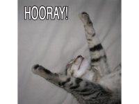 lolcat73-feature.jpeg lolcat73-feature.jpeg