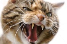 Stuart_Wilde_snarling_cat2.jpg