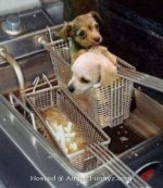 deep-fried-dog_1253730508.jpg