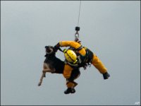 100125_dog_rescue.jpg