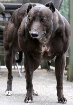muscular_dog_wendy_01.jpg