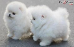 cute-puppies-sweet-picture.jpg