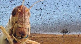 exam29072013locusts_large.jpg exam29072013locusts_large.jpg