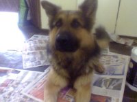 Rex.jpg