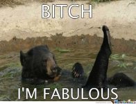 fabulous-bear_o_1382445.jpg
