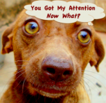 You-have-my-attention-300x295.png