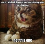funny-cat-picture-most-cats-look-down-on-you-not-this-one.jpg